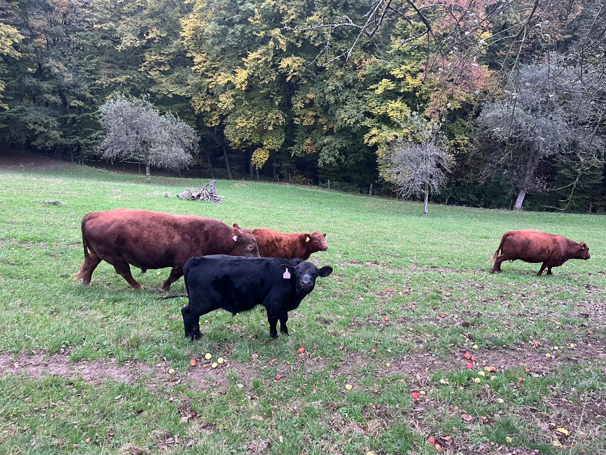 Aberdeen Angus býček a jalovička