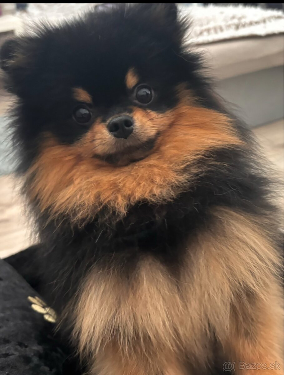 Pomeranian s PP