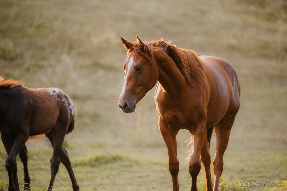 Appaloosa kobylka