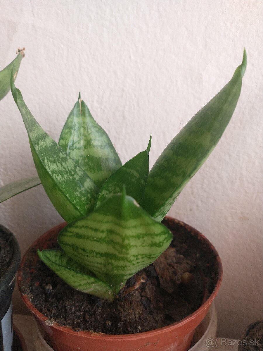 Sansevieria trifasciata"Hahnii"