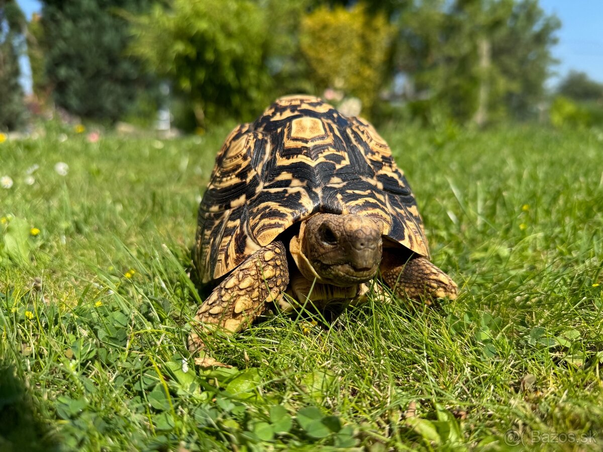 Suchozemská korytnačka