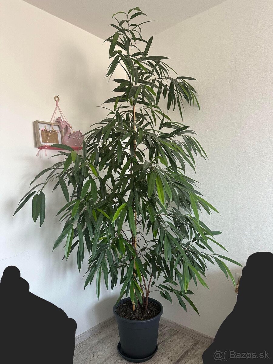 Ficus binnendijkii