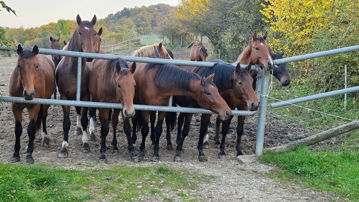 Primem osetrovatela na farmu s chovom koni