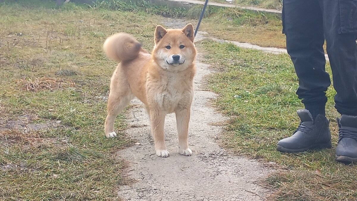 shiba inu