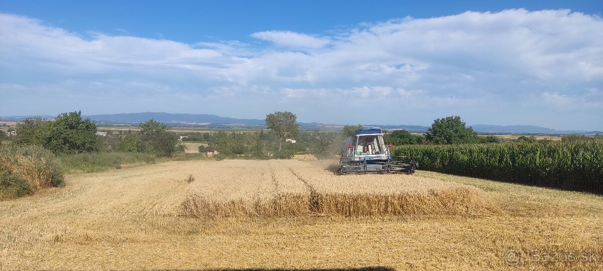 Pšenica / jačmeň