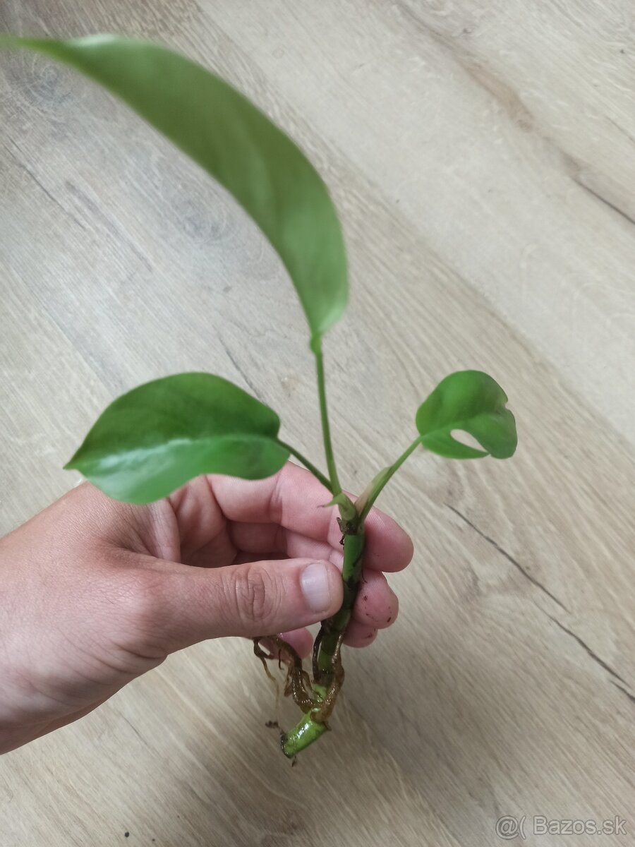 Monstera Minima