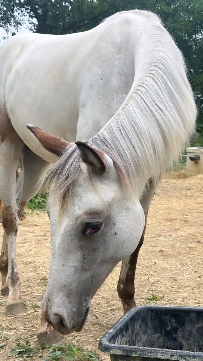 Ročná Appaloosa kobylka