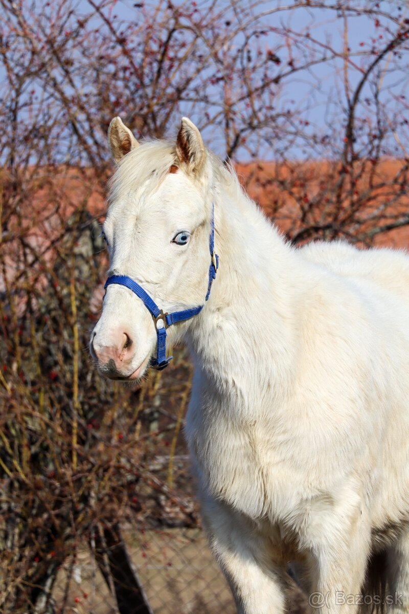 Aph žrebček,  paint horse