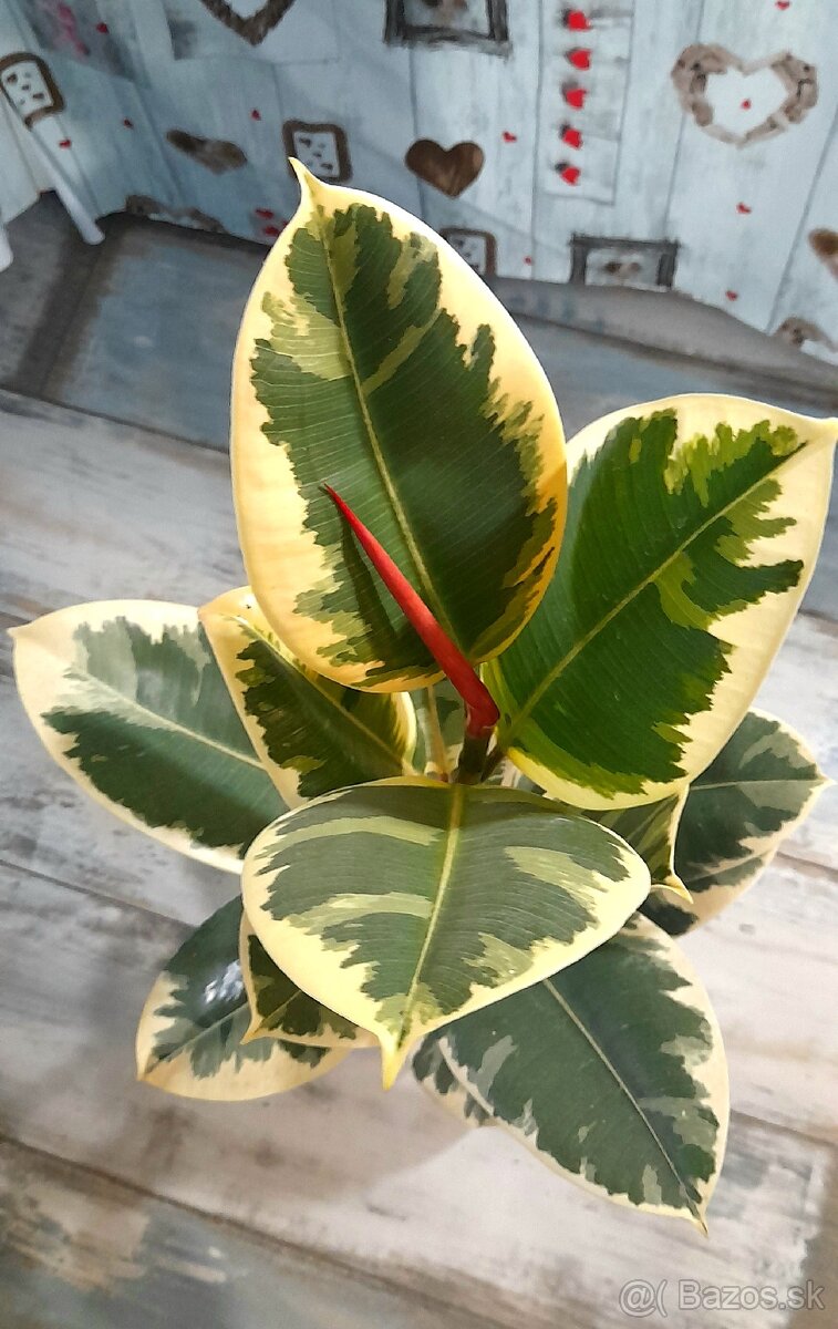 Ficus elastica tineke