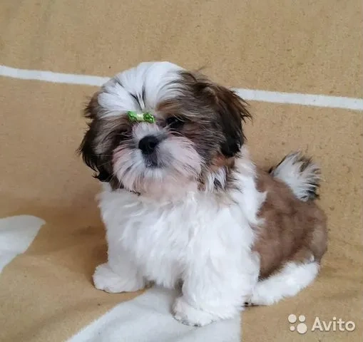 Shi-tzu