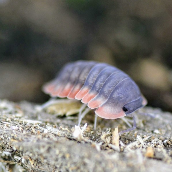 Tropické isopody Cubaris Red Edge