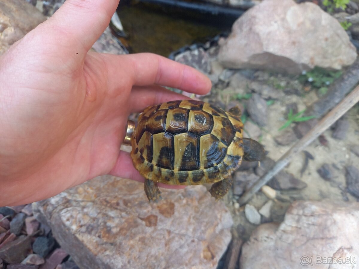 Korytnačka testudo hermanni