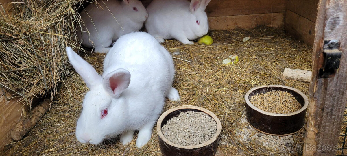 Predám samice králika Hyla vhodné už na pripustenie