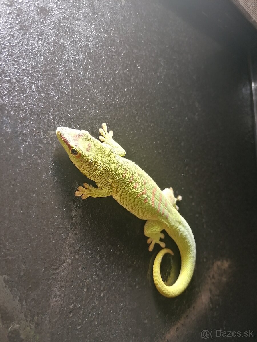 Phelsuma grandis - mladý pár