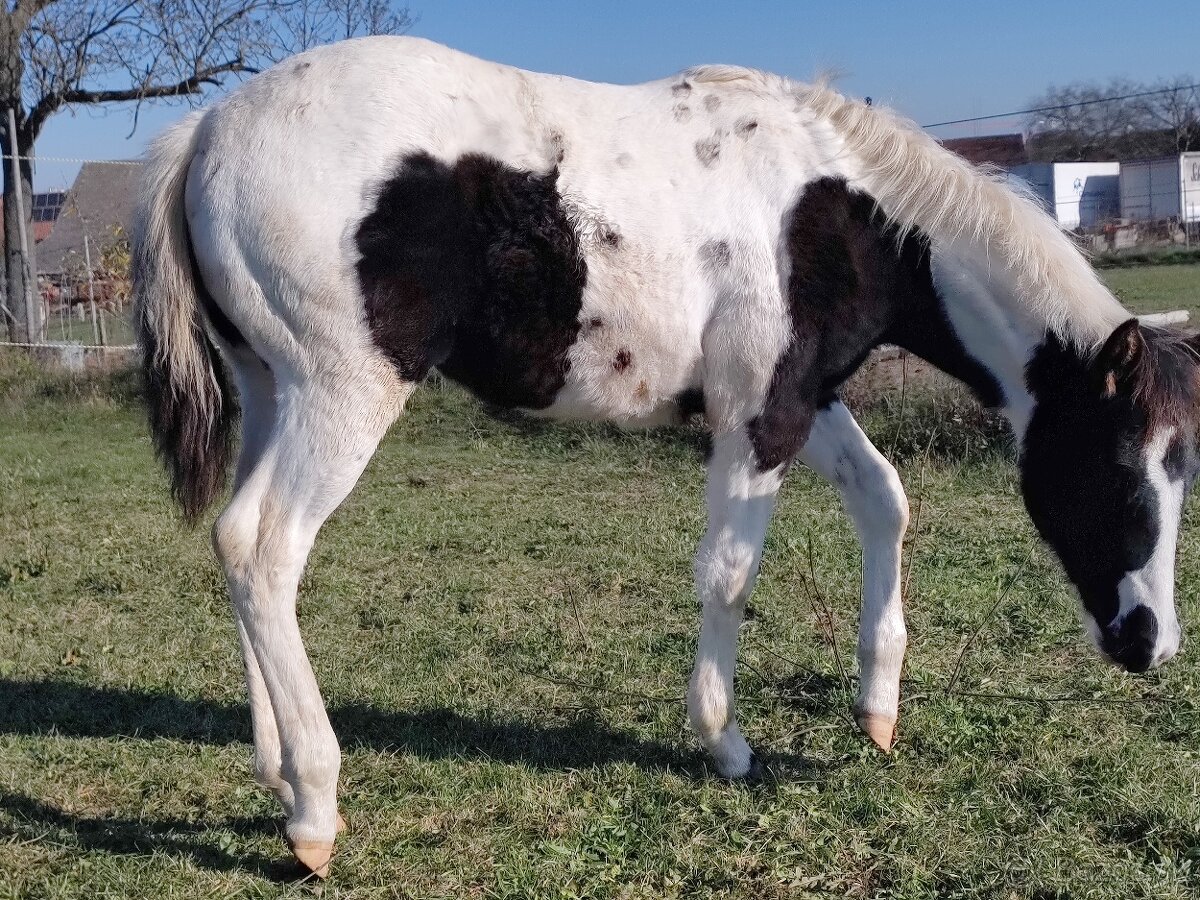 Kvalitní Paint Horse klisna, 7 panel NN, homozygot