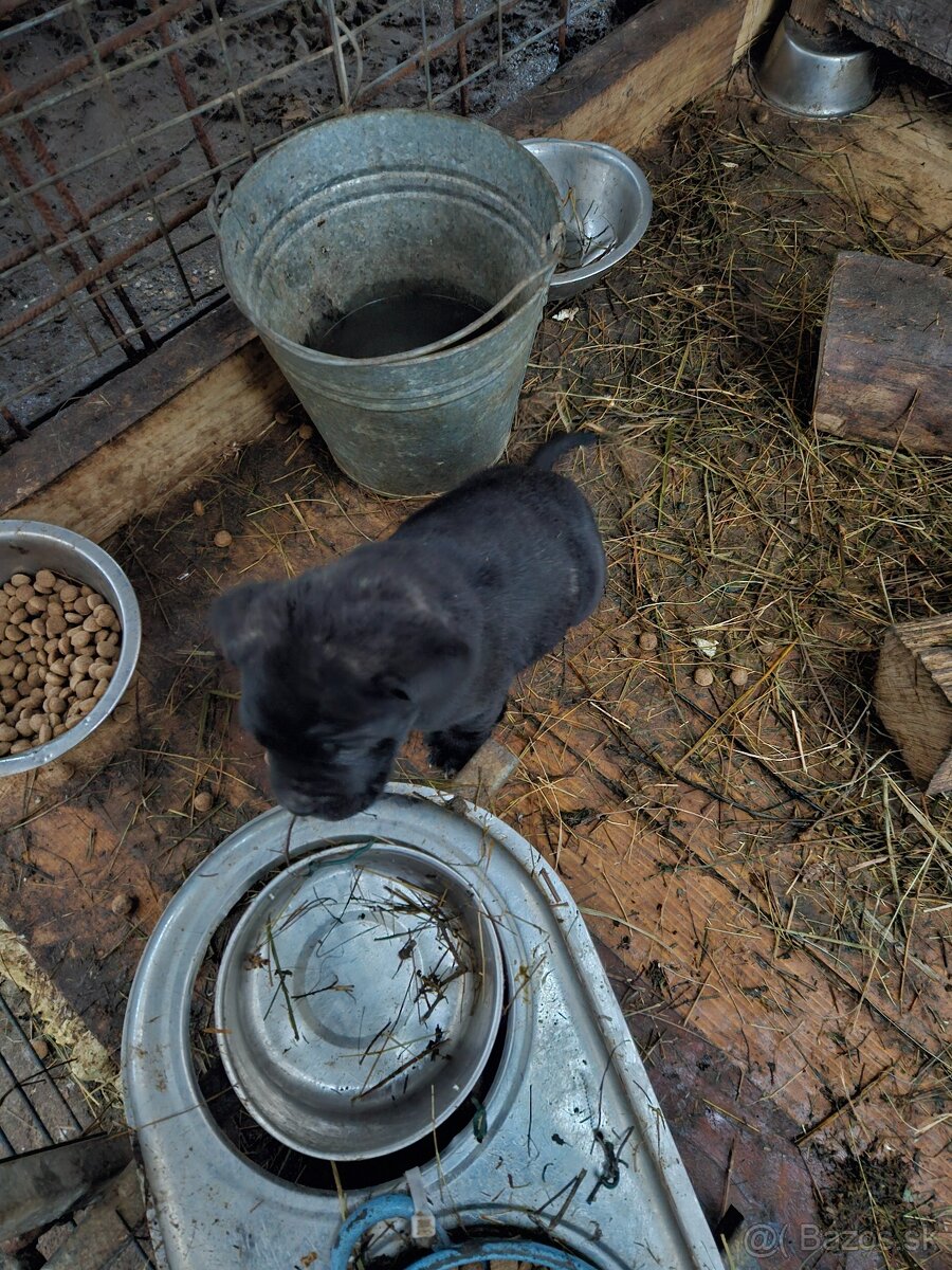 Cane Corso