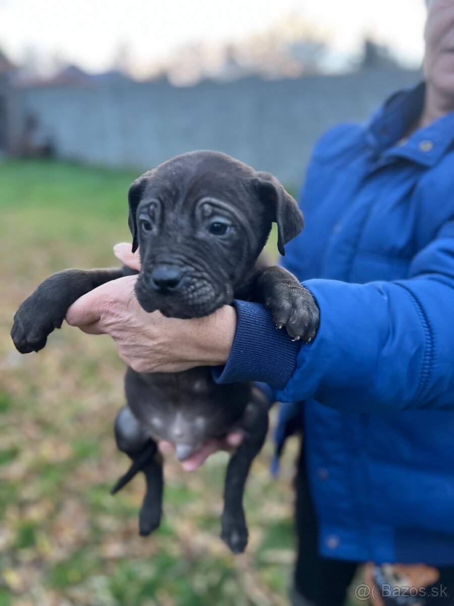 Americký bandog