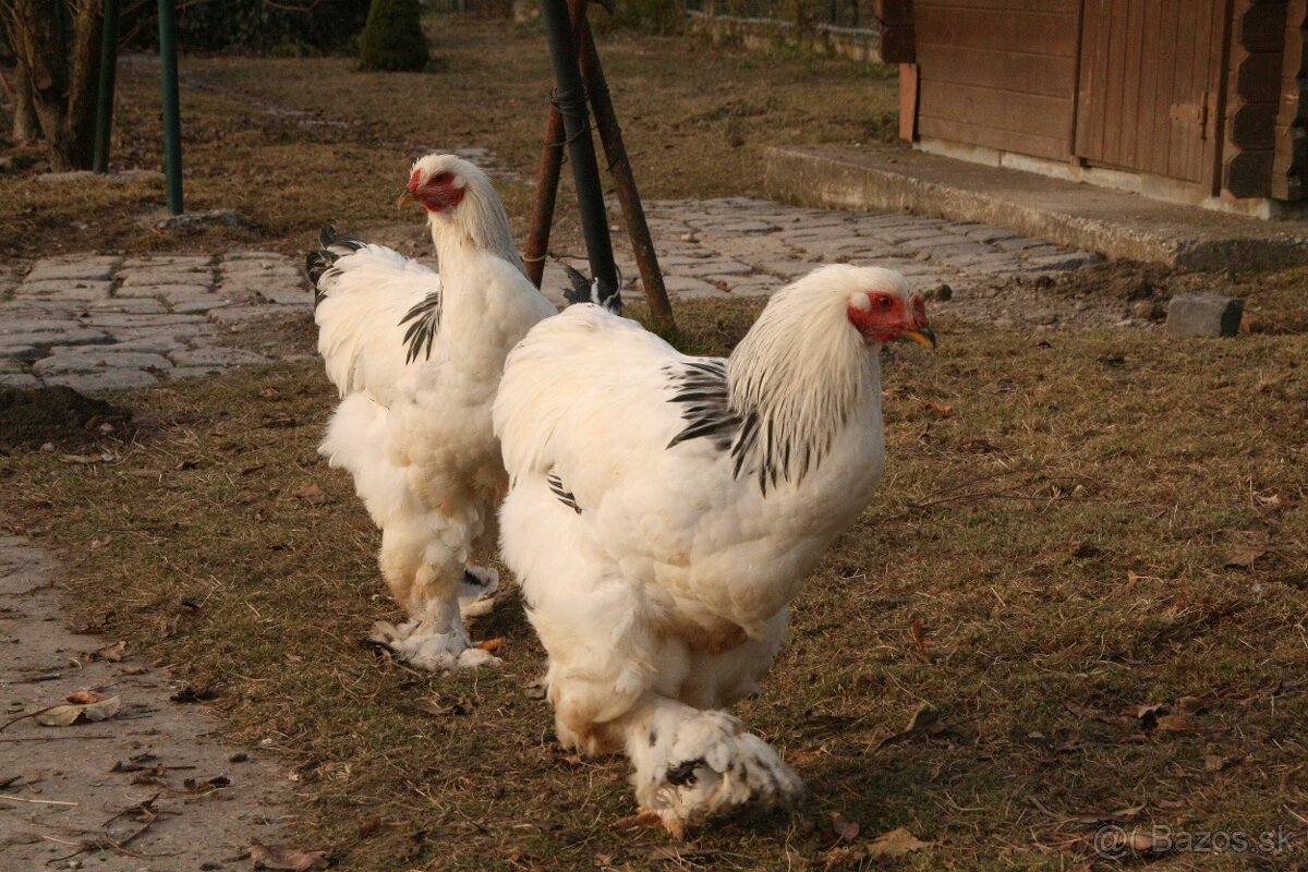 Brahma Kolumbiana a Holokrčky predak