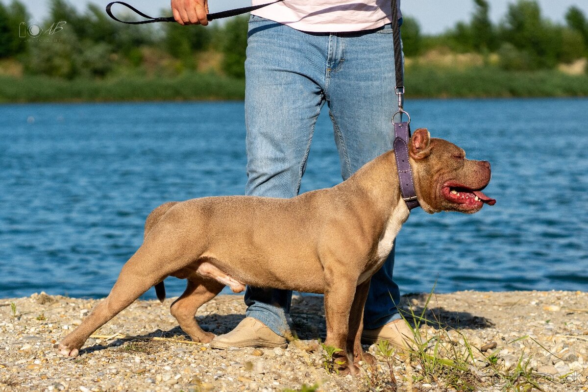 American Bully krytie s PP