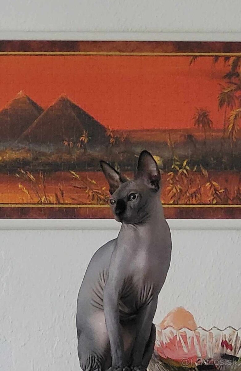 Kanadský SPHYNX