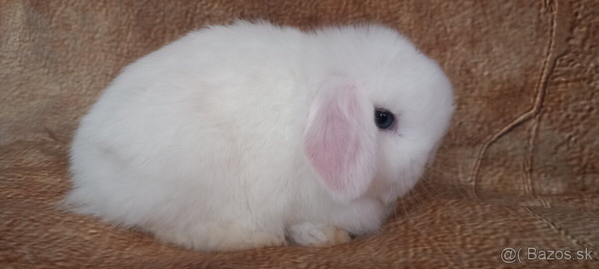 Mini Lop baranček