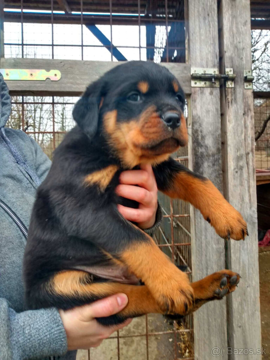 rotvajler rottweiler