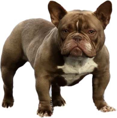 American bully exotic