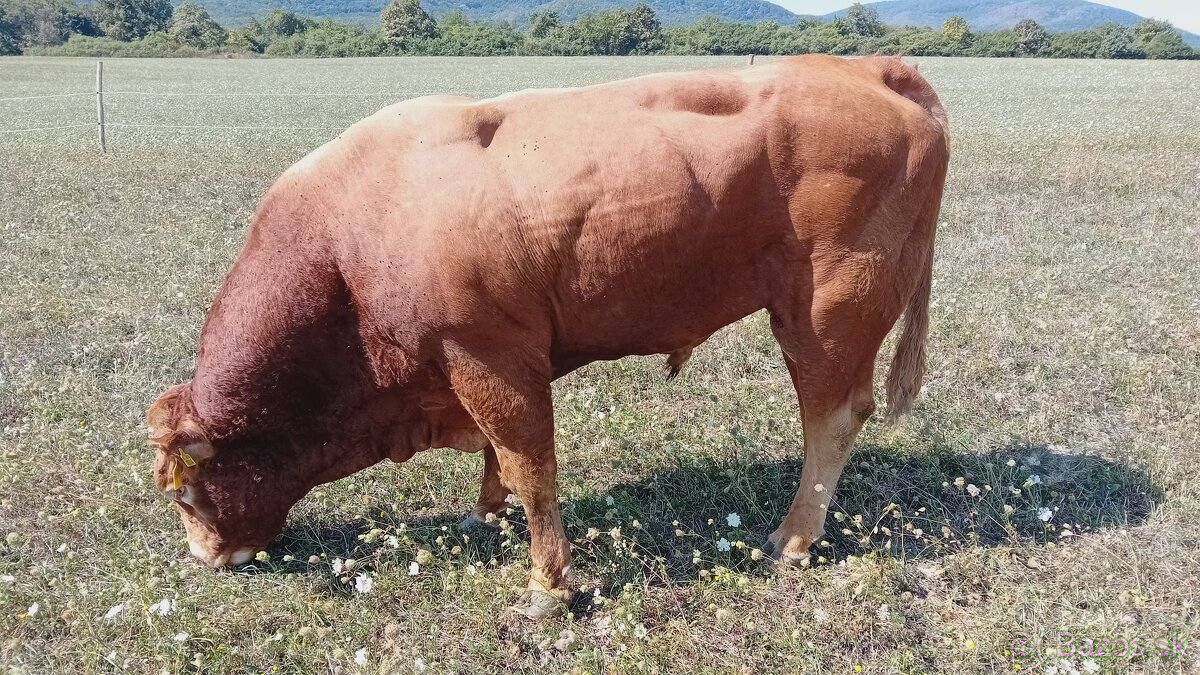 Limuzín plemenný býk