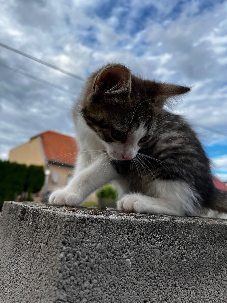 Hravé nebojácne mačiatko