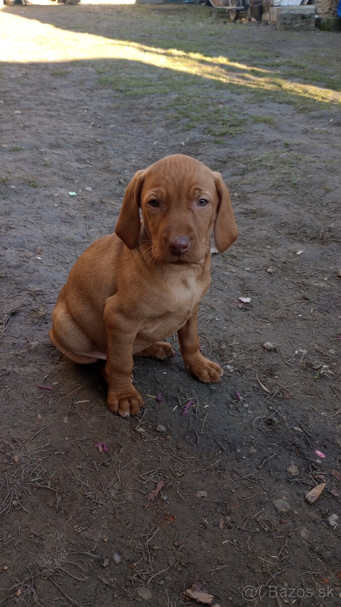 Maďarská vyžla,stavač, magyar vizsla šteniatka