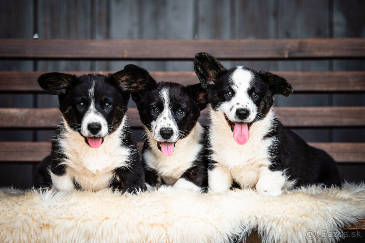 Welsh Corgi Cardigan s PP IHNED K ODBĚRU