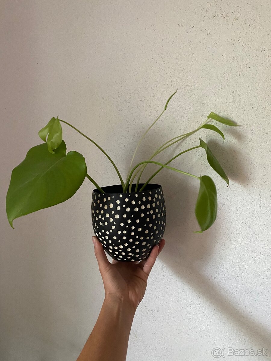 Monstera