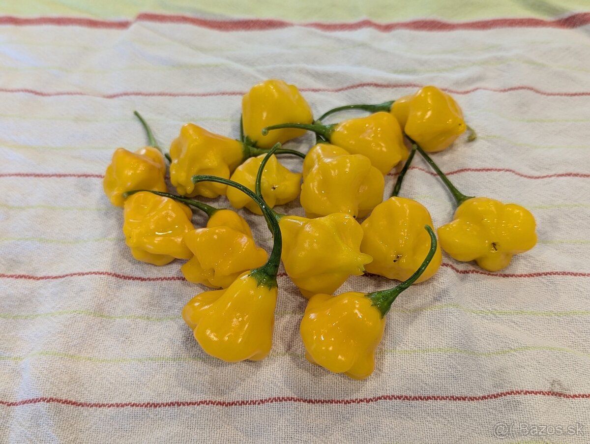 Semená Chilli AJI Charapita, Fantasy Yellow, Pyramid