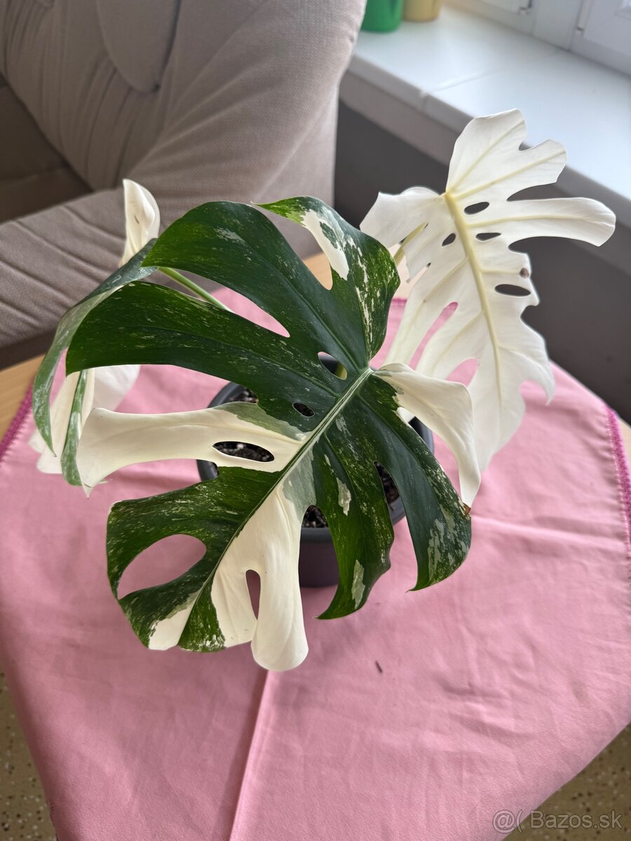 Monstera albo vareiegata