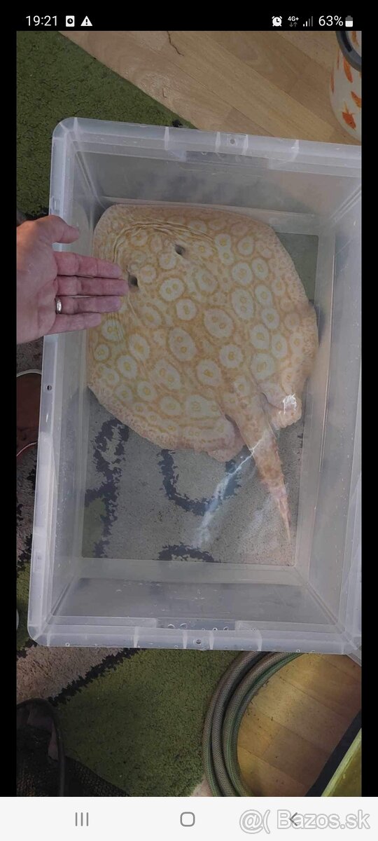 Potamotrygon perl albino