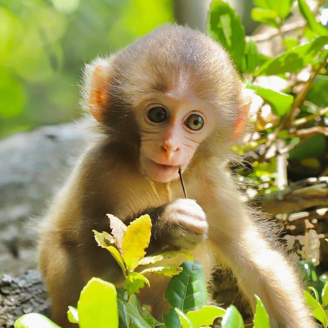 Kapucínska opica na adopciu