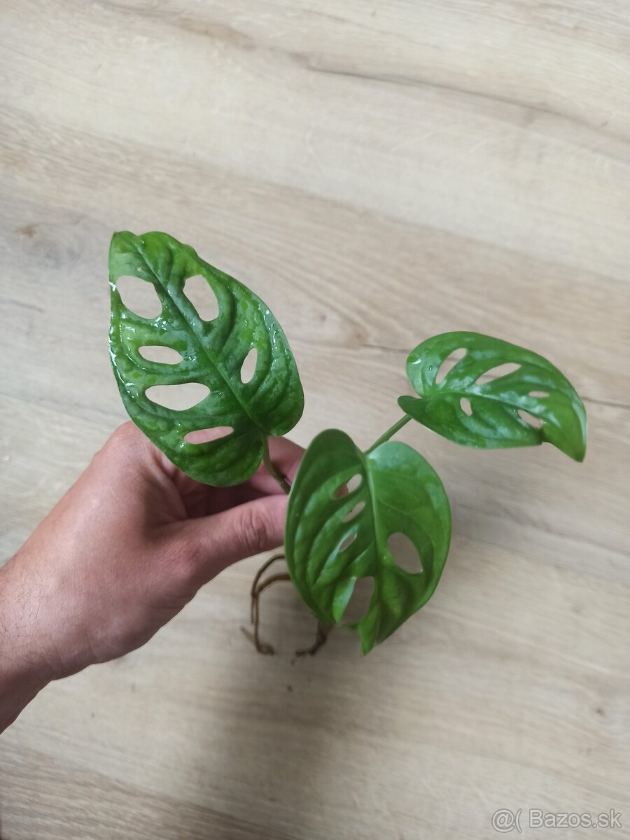 Monstera Monkey Mask (Monstera Adansonii)