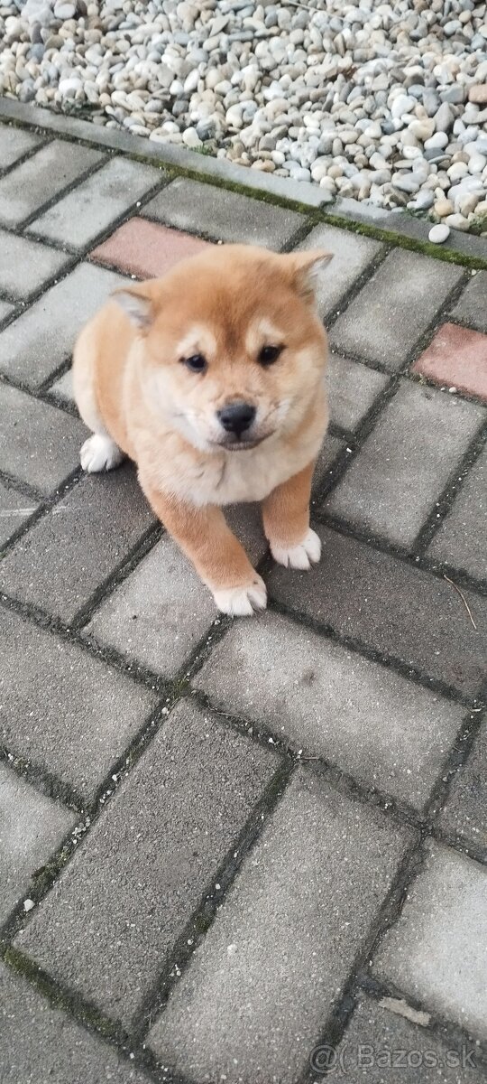 Shiba inu