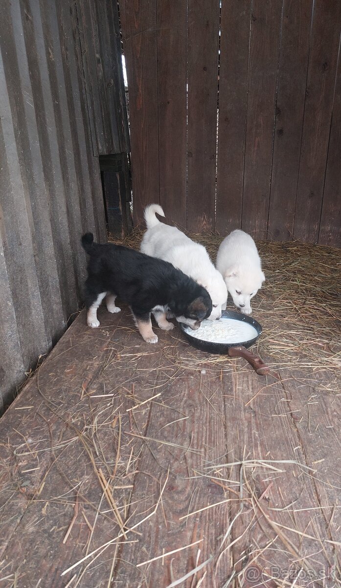 Predám. Križenec zlatý retriever vlčiak ,7 tyždnové.