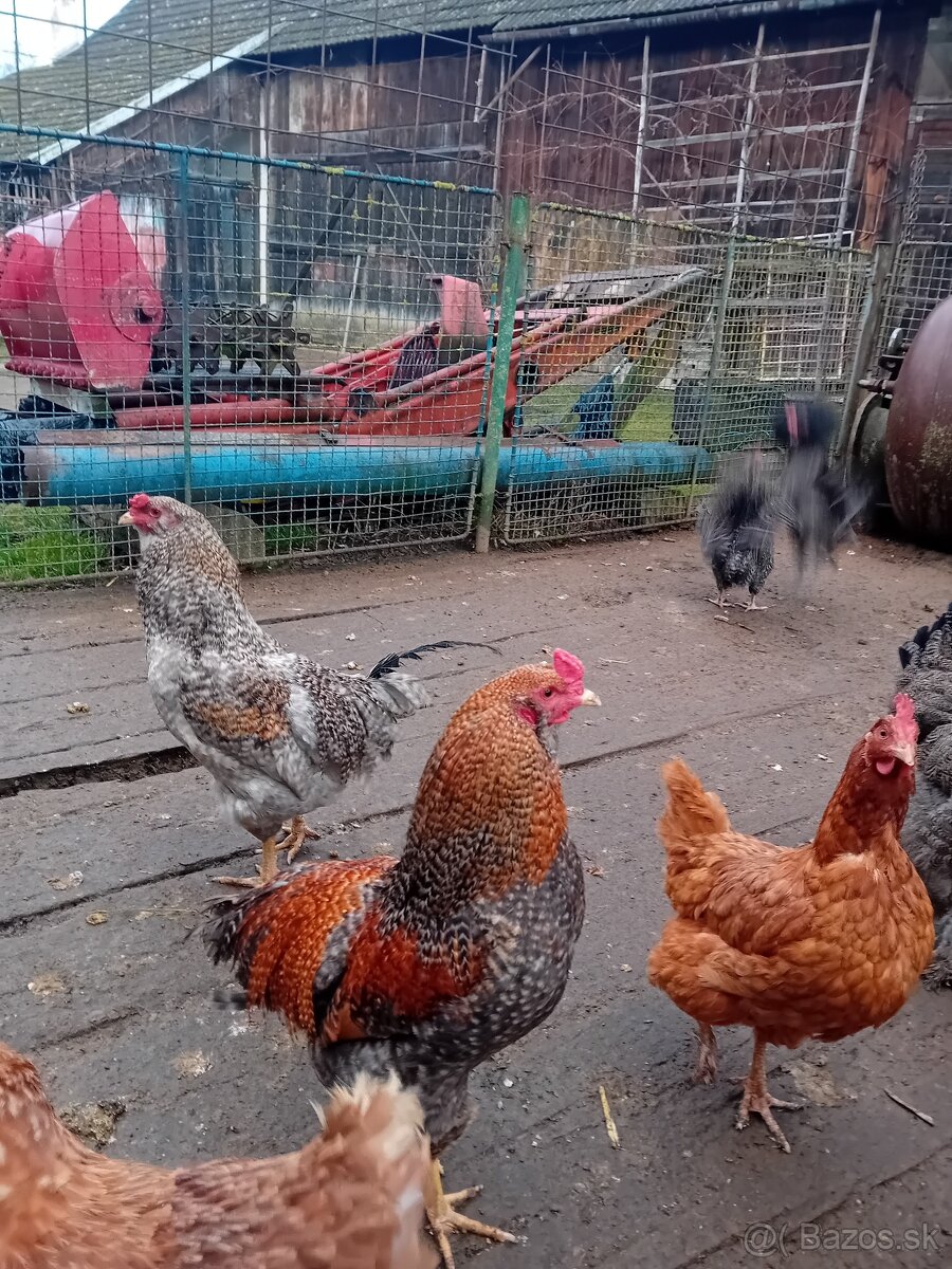 Predám kohúta (Araucana)