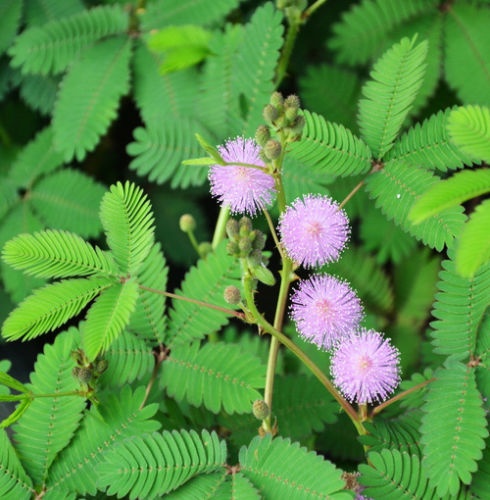 Mimosa pudica (semená)