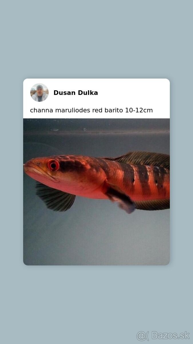 channa maruliodes red barito