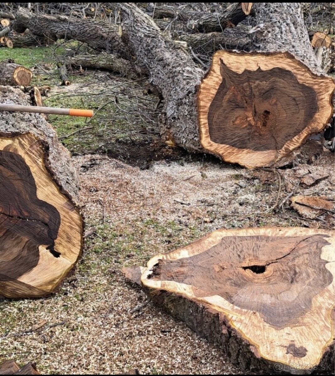 Xxl 120cm  Priečne Rezy Kmeňom Orecha Orechové Rezivo Drevo