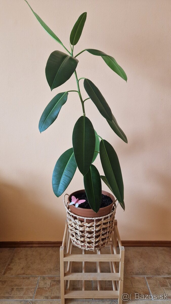 Ficus Elastica longifolia / Fikus / Gumovník L