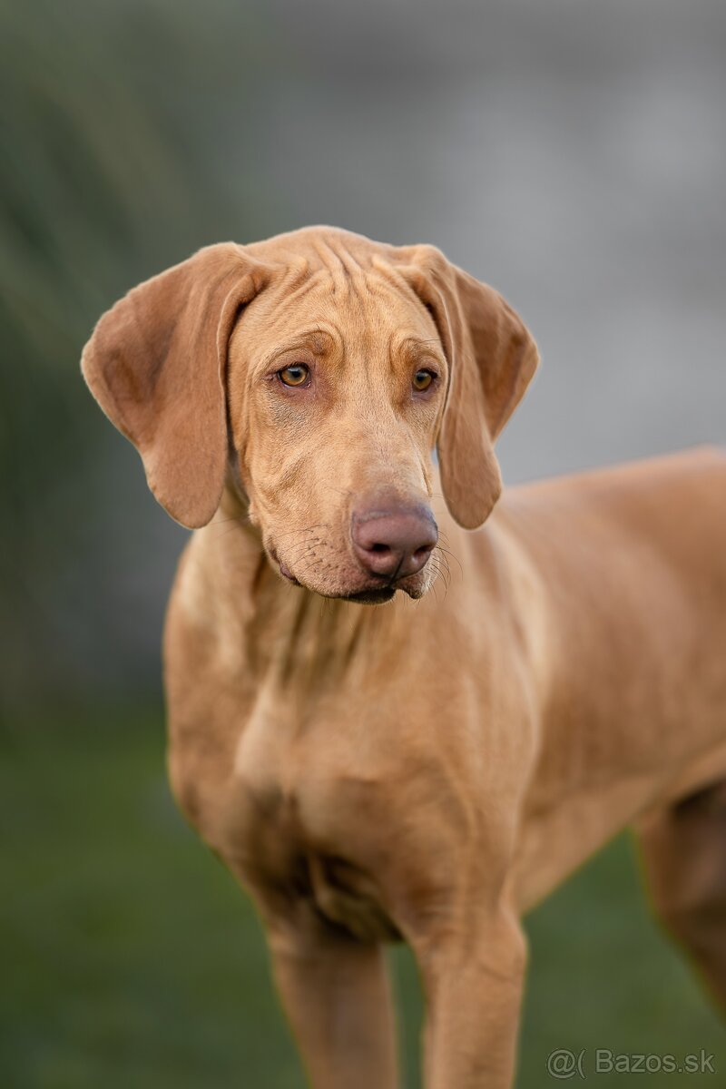 Rhodesian Ridgeback s PP k odberu