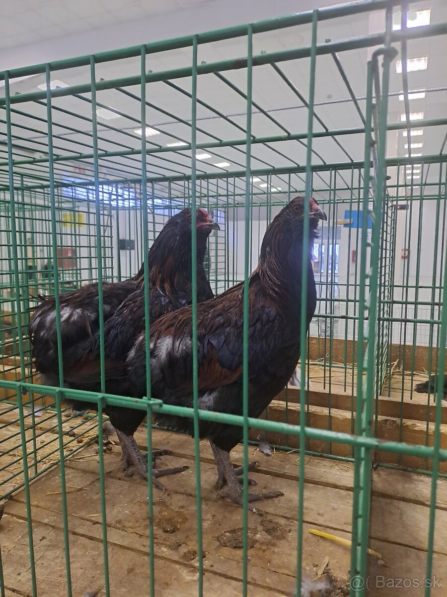 Araucana divo sfarbená beschvosta