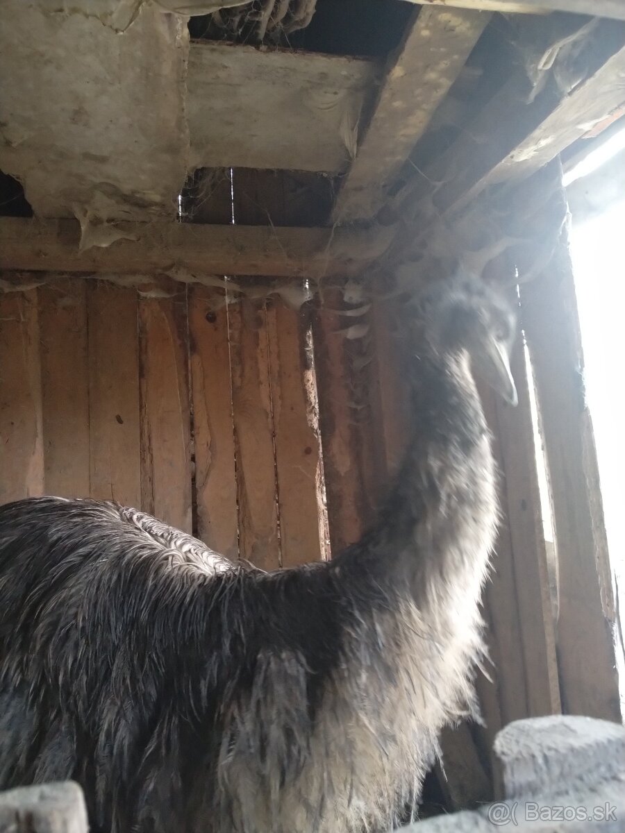 Emu hnedy