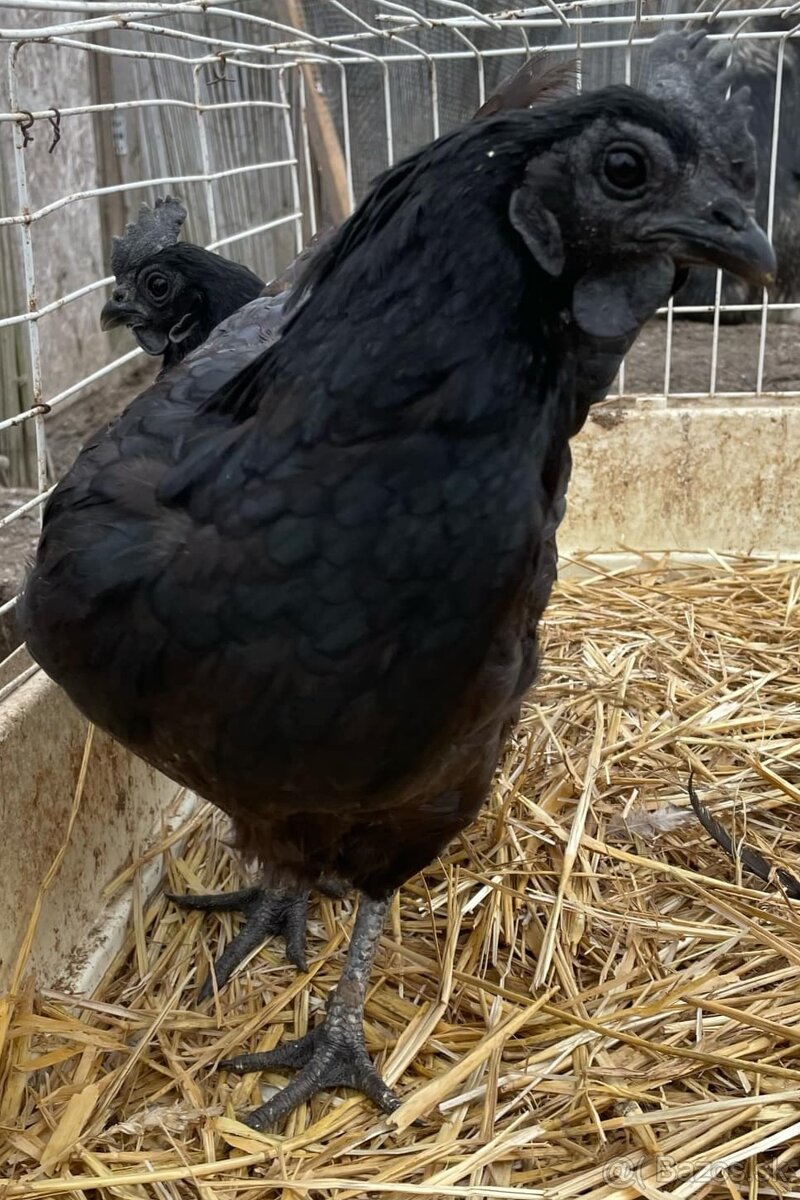 Predam sliepocky ayam cemani