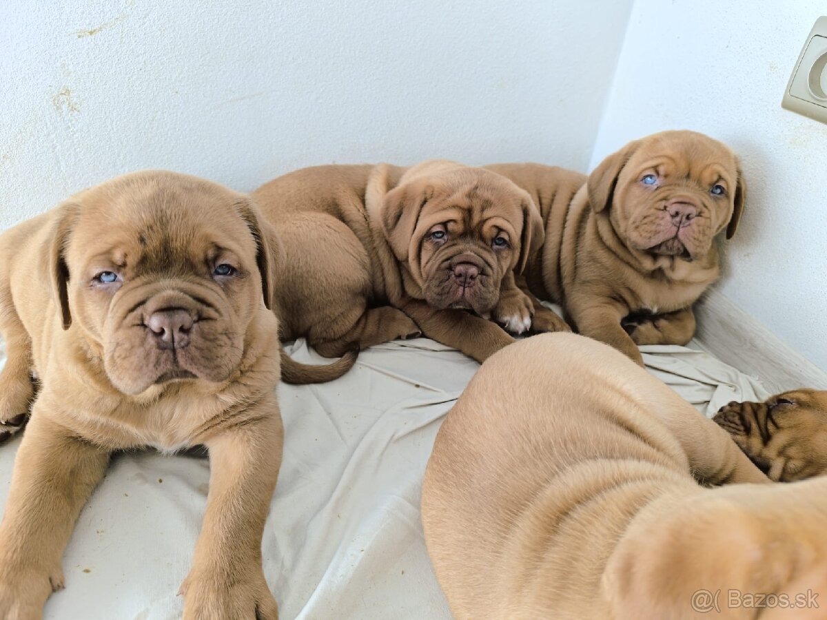 Bordeauxská doga, Dogue De Bordeaux