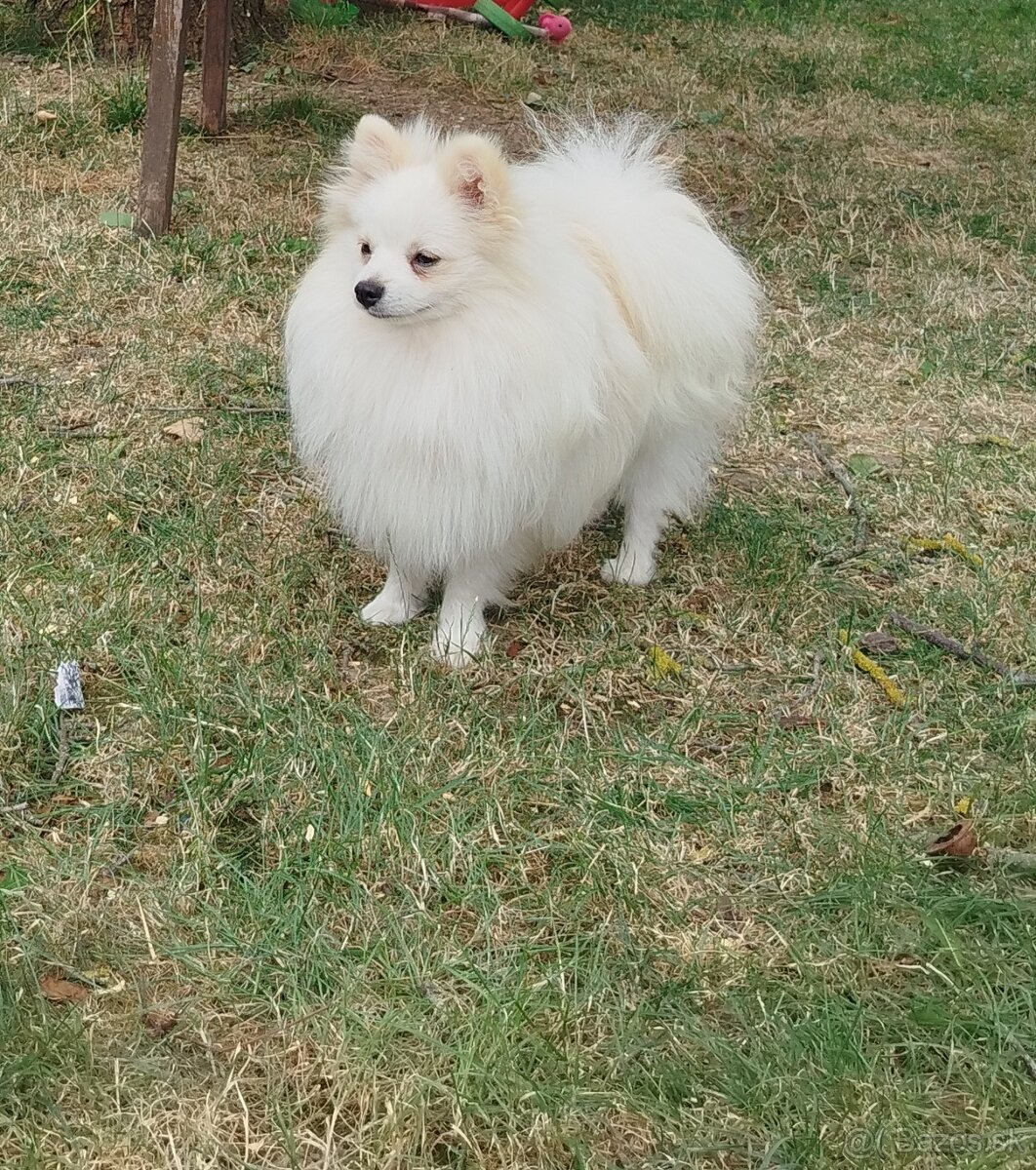 Predám psíka  pomeranian bez PP